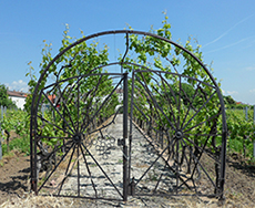 �Weintor� bei Stefan Meyer